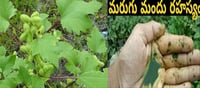 మరుగు మందు గురించి మీకు తెలుసా.. పెడితే ప్రమాదమేనా..!
